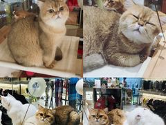-momokira米努特·德文卷毛猫·棉花面纱犬