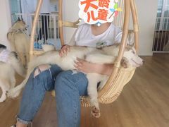 -Husky Go! 哈士奇体验馆·宠物咖啡厅狗咖