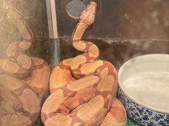 -上海大自然野生昆虫馆