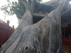 -晋祠公园