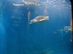 -青岛海底世界-水族馆