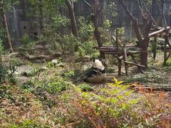 -都江堰中华大熊猫苑