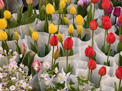 -双季花艺园艺市场(浦东店)