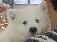 -翊宠yipet猫狗购宠庄园犬舍•猫舍