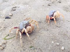 -北海金海湾红树林生态旅游区