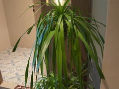 -泰合玺·精油疗愈 SPA(南京河西万达店)
