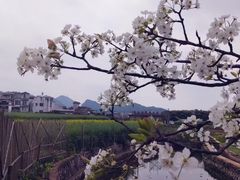 -万峰林风景区