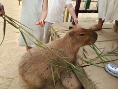-西霞口神雕山野生动物世界