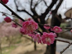 -无锡梅园公园