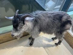 -怪兽屋·羊驼·猫咖·狗咖(俊华广场店)