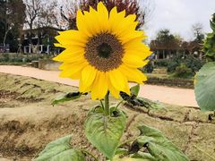 -武汉紫薇都市田园