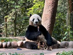 -中国大熊猫保护研究中心雅安碧峰峡基地