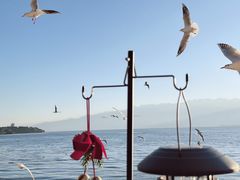 -六阅·福十 FORTEN 海景咖啡西餐厅(双廊古镇店)