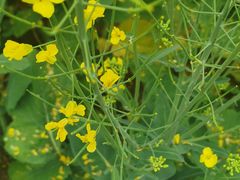 -光明小镇欢乐田园