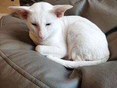 -飞行喵MR PILOT|猫舍·猫咖(静安大融城店)