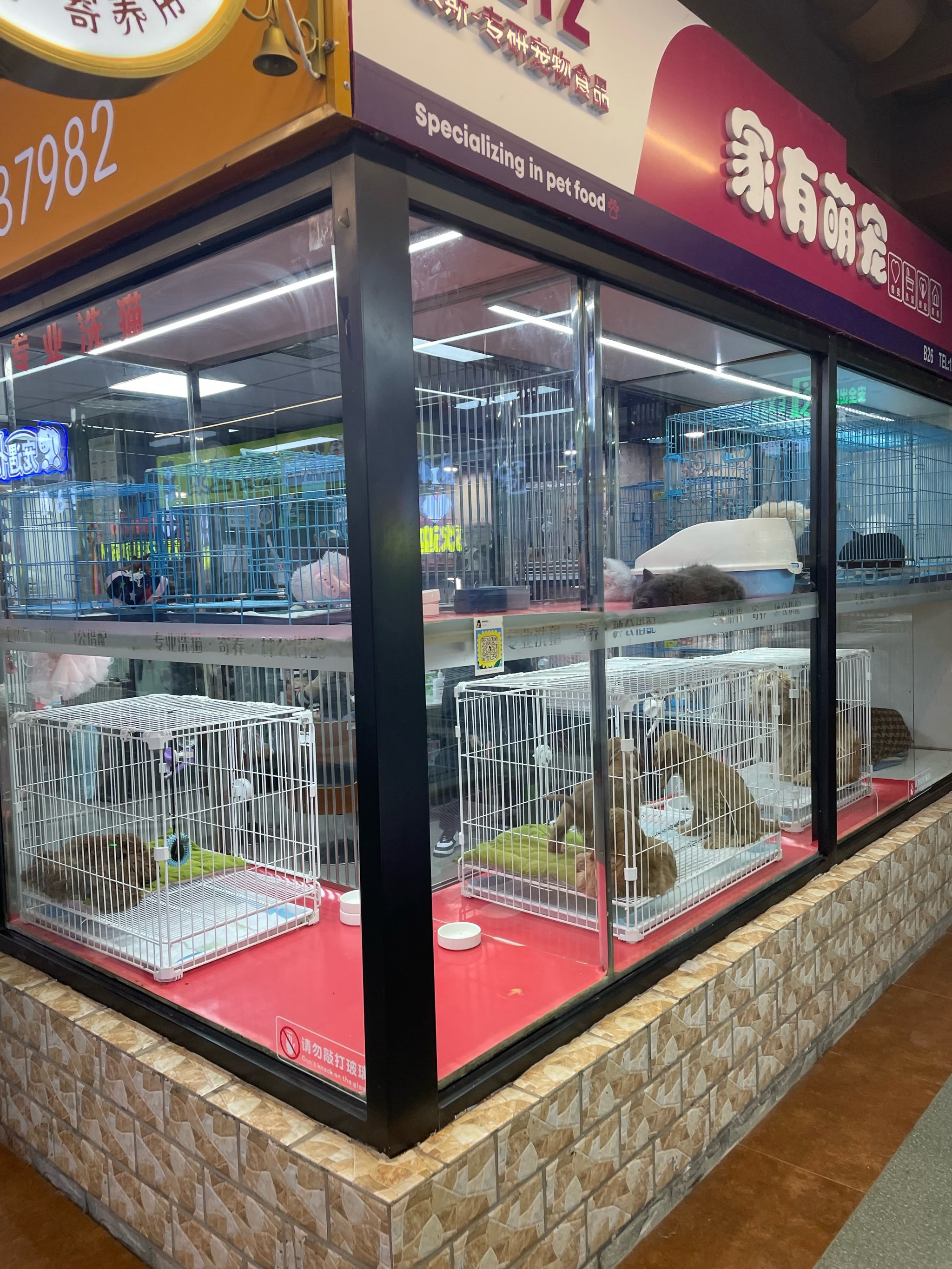 动物恋爱咨询中心