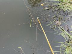 -同銮特种养殖场·龙虾垂钓