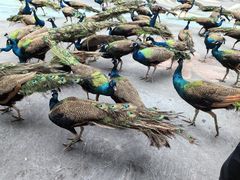 -西双版纳原始森林公园