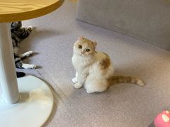 -猫和宫(六道口店)