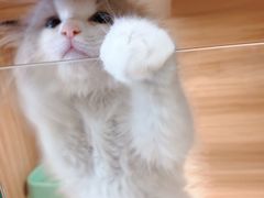 -猫十亿·布偶金渐层·曼基康矮脚猫舍(青年路店)