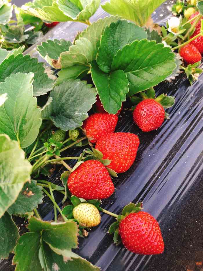 古港草莓园-"服务说不上很好的都是自己下去摘老板负责称.