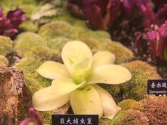 -中国科学院西双版纳热带植物园