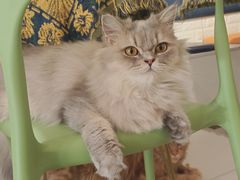 -平行世界·猫咖(首经贸店)