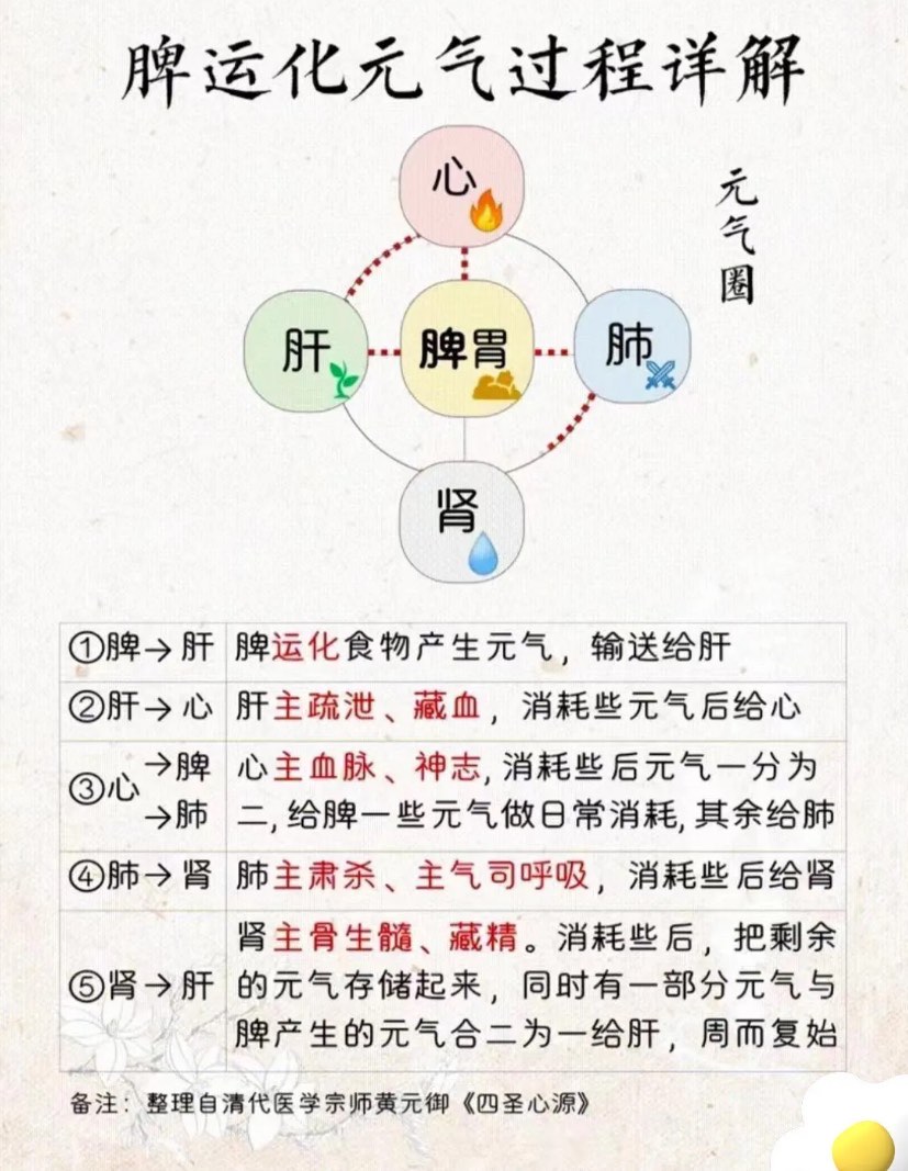 脾经作用图片