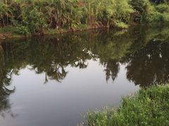 -五缘湾湿地公园