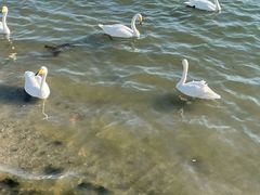 -烟墩角天鹅湖