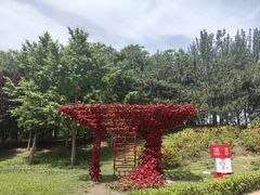 -大望京公园