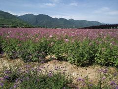-曲江薰衣草庄园