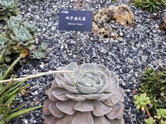 -中国科学院西双版纳热带植物园
