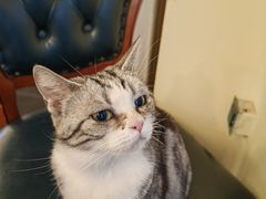 -猫小院猫主题餐厅(南锣旗舰店)