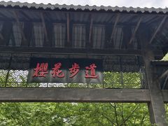 -合肥滨湖国家森林公园