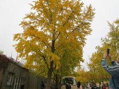 -三里屯东五街银杏大道