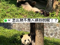 -都江堰中华大熊猫苑