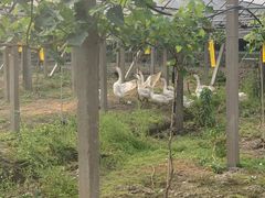 -美家乐农庄·露营·团建(大治路店)