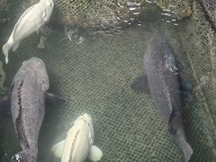 -蓝湾碧波·老字号·疍家非遗海上餐厅