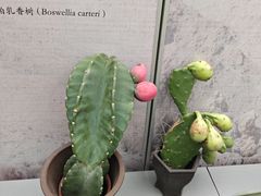 -国家植物园南园