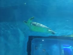 -苏州海洋馆