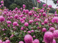 -广州市石门国家森林公园