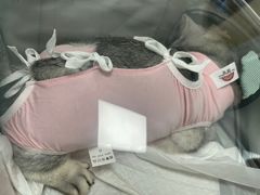 -宠福鑫康馨动物医院·骨科·眼科