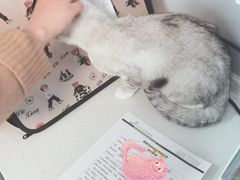 -伟伟宠物医院·CT影像中心·瑞派犬猫综合性门诊(汉口总院)