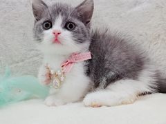 -十年猫舍·猫咪专门店(普陀店)