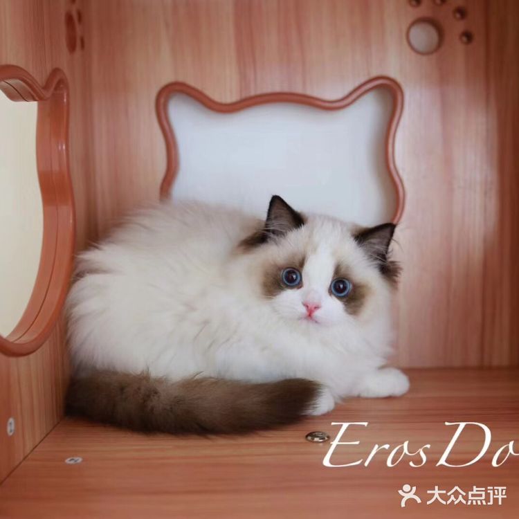 山猫绝对不是传统线，但是好多山猫却是传统型