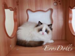 -Bastet sally猫舍购宠(静安店)
