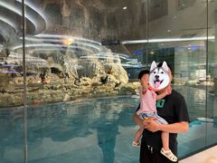 -帝企鹅自助餐厅•儿童岛•真企鹅(长隆企鹅酒店)