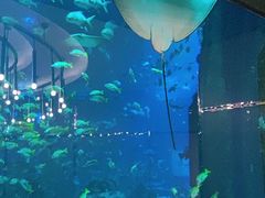 -亚特兰蒂斯•OSSIANO奥西亚诺海底餐厅