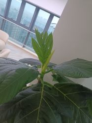 -HEYAN荷妍专业脱毛连锁机构